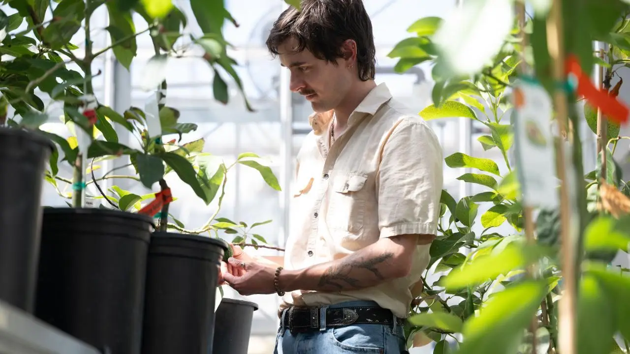 La genรฉtica del aguacate avanza y abre nuevas oportunidades para la industria mundial
